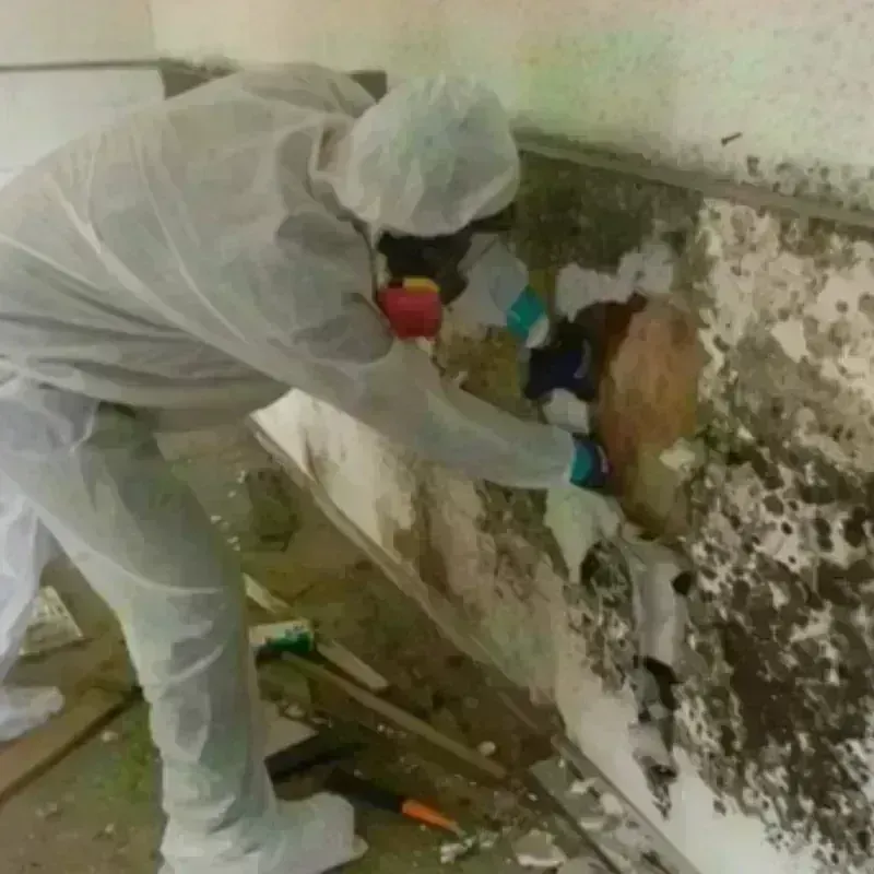 Mold Remediation and Removal in Lexington, NE